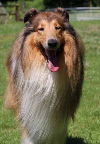 Collie Quincy